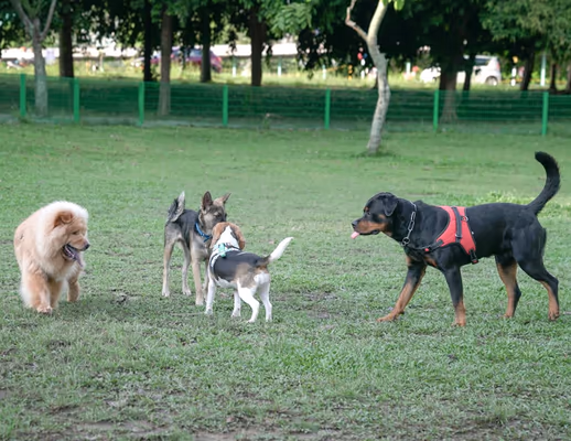 Cooper Dog Park photo 1